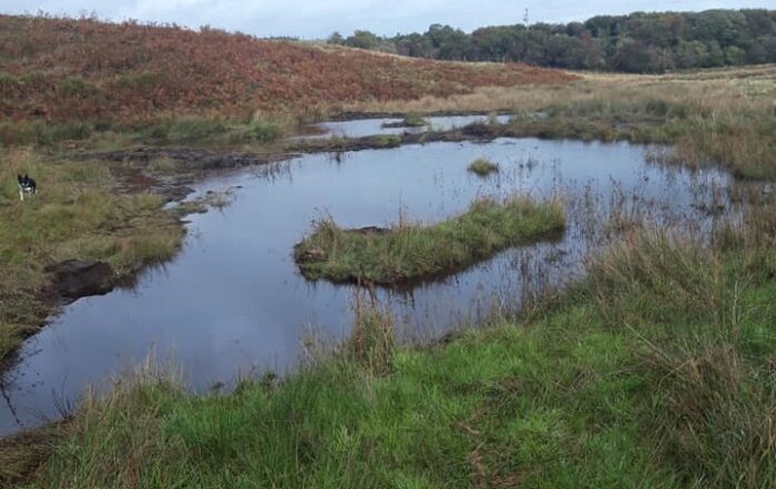 Photo of scrape full of water surrounded by vegetation with woodland in the background