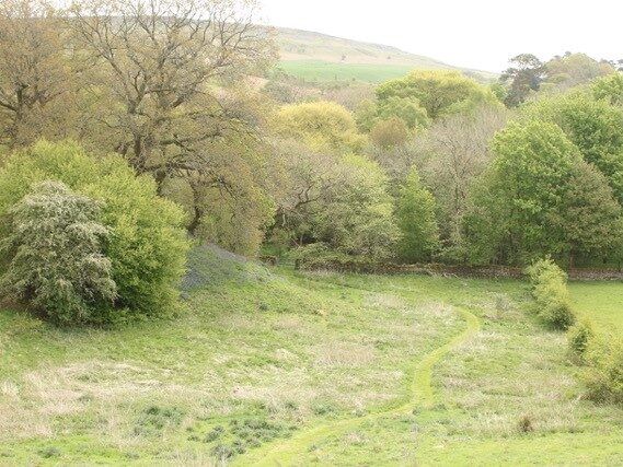 Photograph of field with woodland and scrub with bluebells emerging