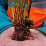 Cottongrass plug plant held by a field officer Close up of cottongrass plug plant held by field officer.