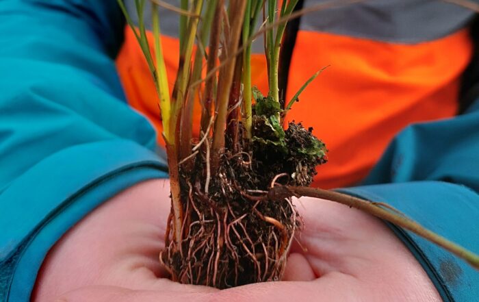 Close up of cottongrass plug plant held by field officer.