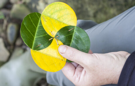 Photo of two green and two yellow leaves interlinked