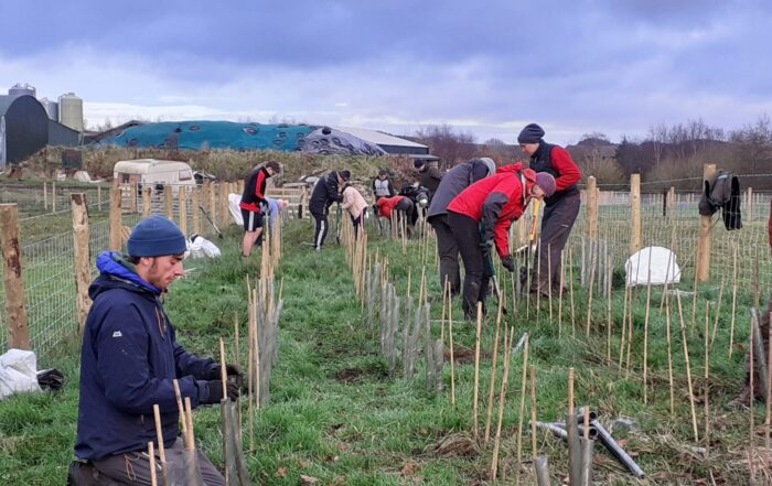 Photo of group of people planting two rows of plants to form a hedge in a field