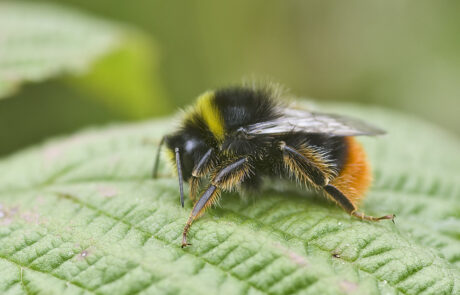 Photo of a bumblebee on a leaf