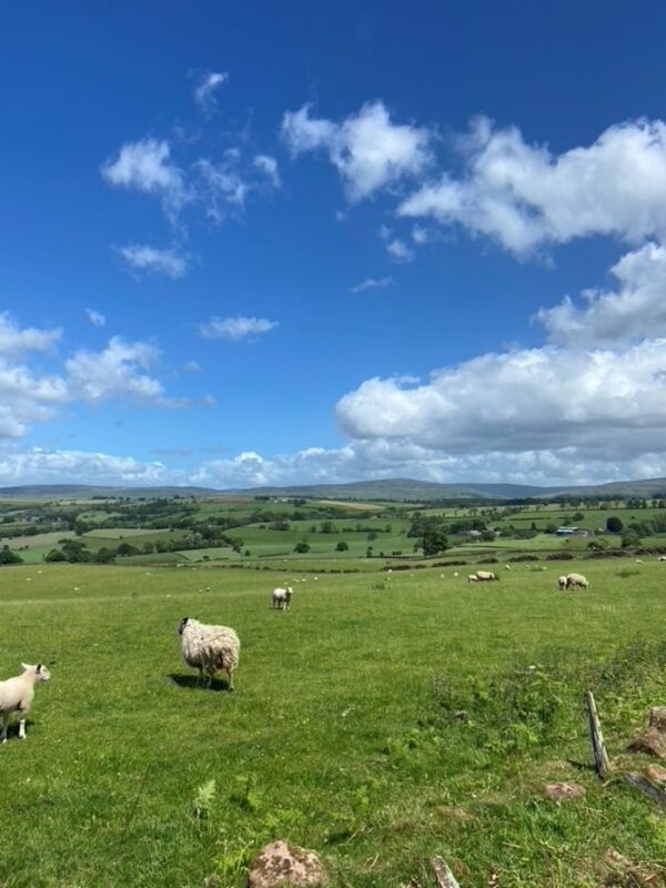 The image shows a view with fells in the background and fields with sheep in the foreground. There are blue skies