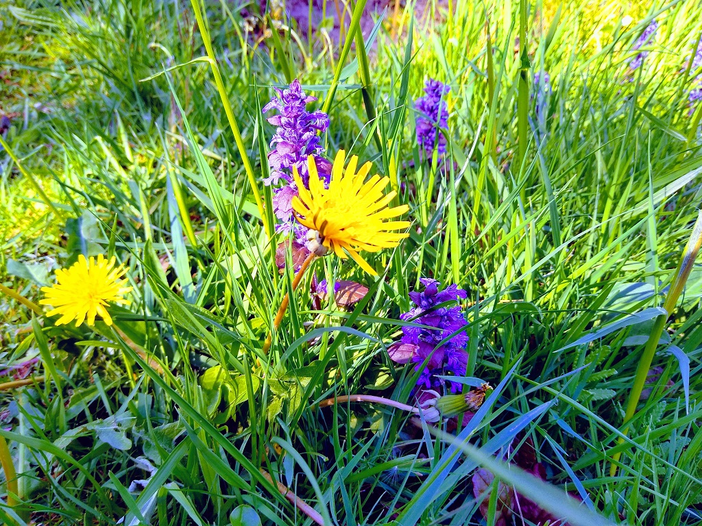 Close up photograph of grass dandelions and flowers