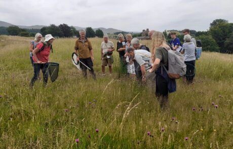 Group of people in a field of long grass surveying insects