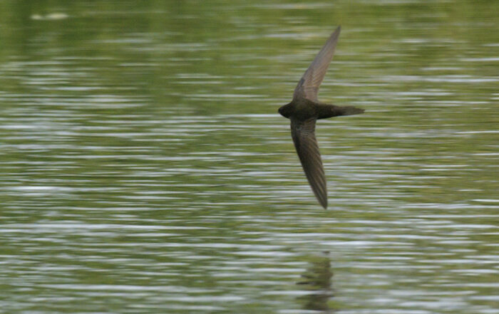 Photogrpah of a swift flying low over water