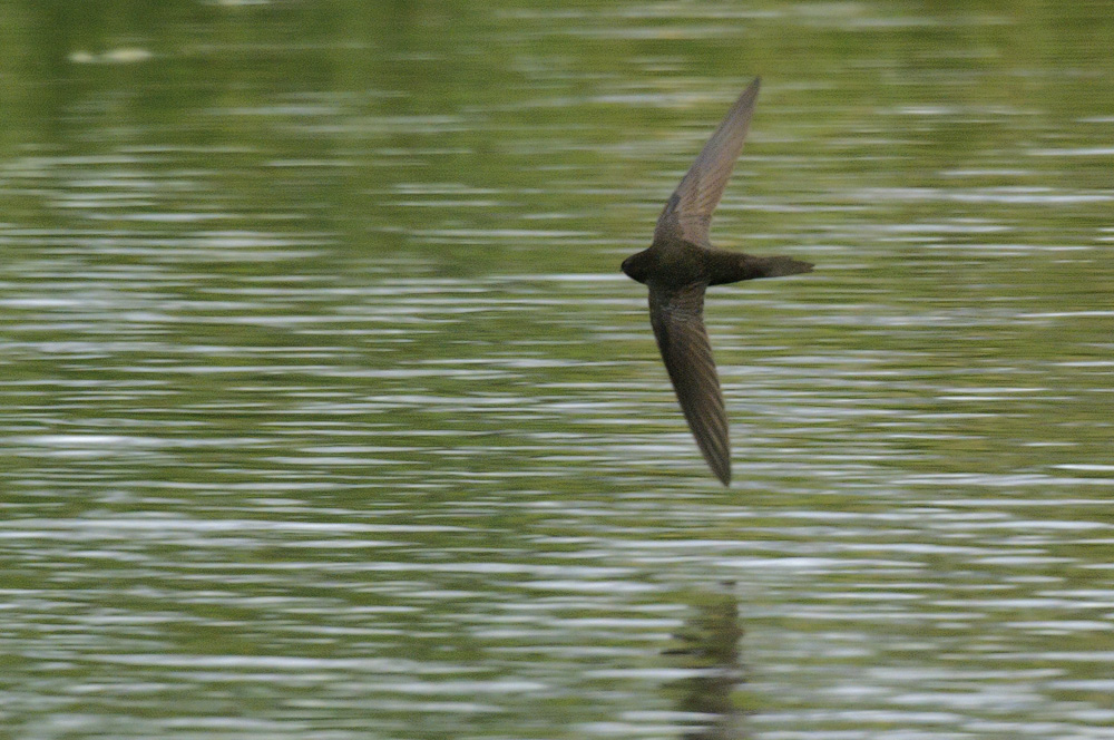 Photogrpah of a swift flying low over water