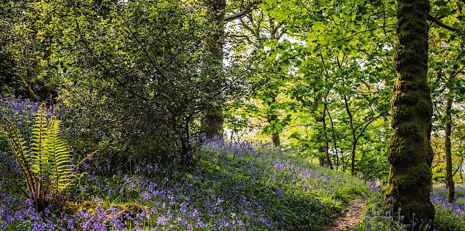 Photograph of woodland with bluebells flowering under the trees