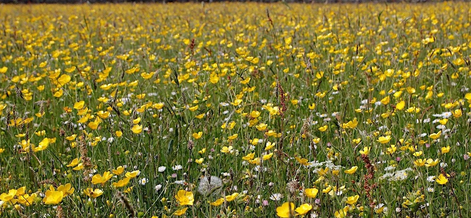 Photograph of a meadow full of flowers