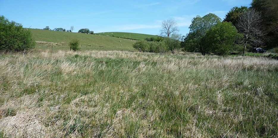 Photograph of grassland