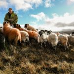 Paul Johnson at Herdship. Image (c) Joanne Coates Farmer, Paul Johnson, with his hardy North Pennines sheep, at Herdship in Upper Teesdale. Image (c) Joanne Coates