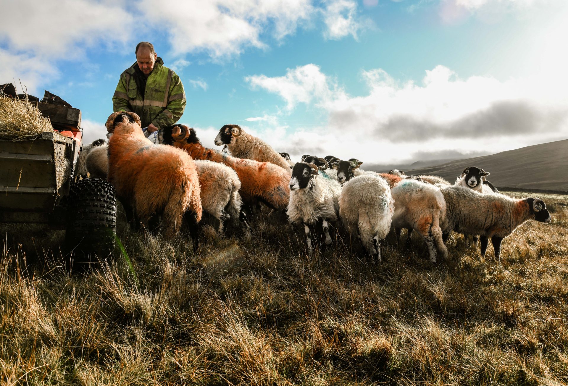 Farmer, Paul Johnson, with his hardy North Pennines sheep, at Herdship in Upper Teesdale