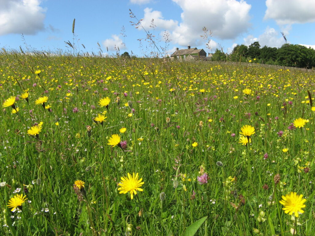 A Hay Meadow Walk image