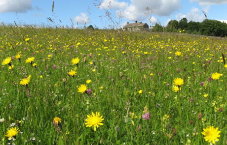 Species rich meadow in Upper Teesdale