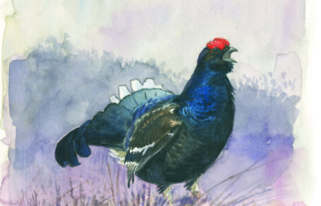 Painting of a male black grouse