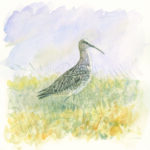 Painting of a Curlew