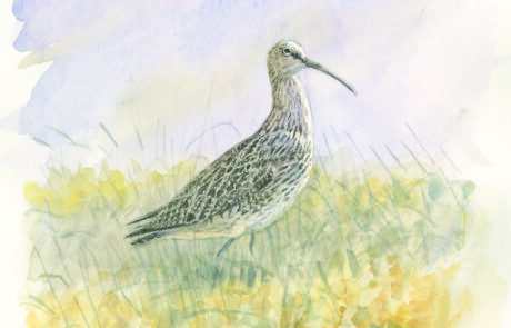 Painting of a Curlew