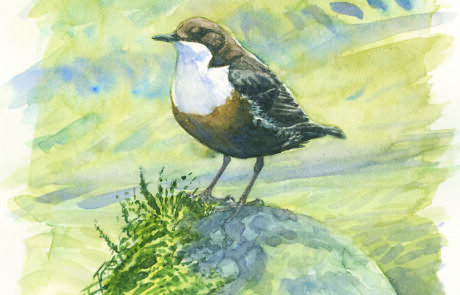 Painting of a dipper on a rock