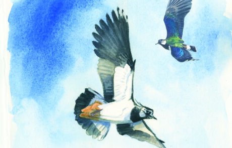 Painting of two lapwing flying