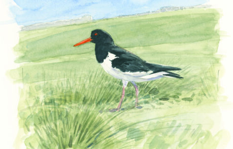 Painting of an oystercatcher