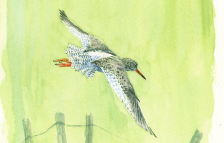 Painting of a redshank flying