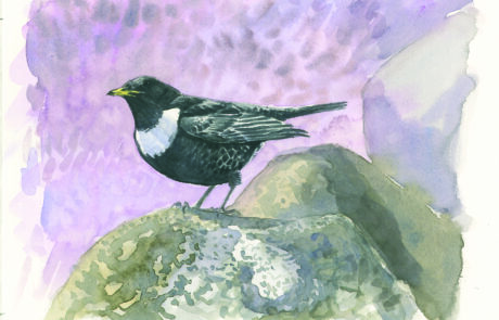 Painting of a male ring ouzel
