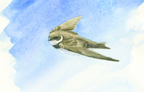 Painting of a sand martin flying