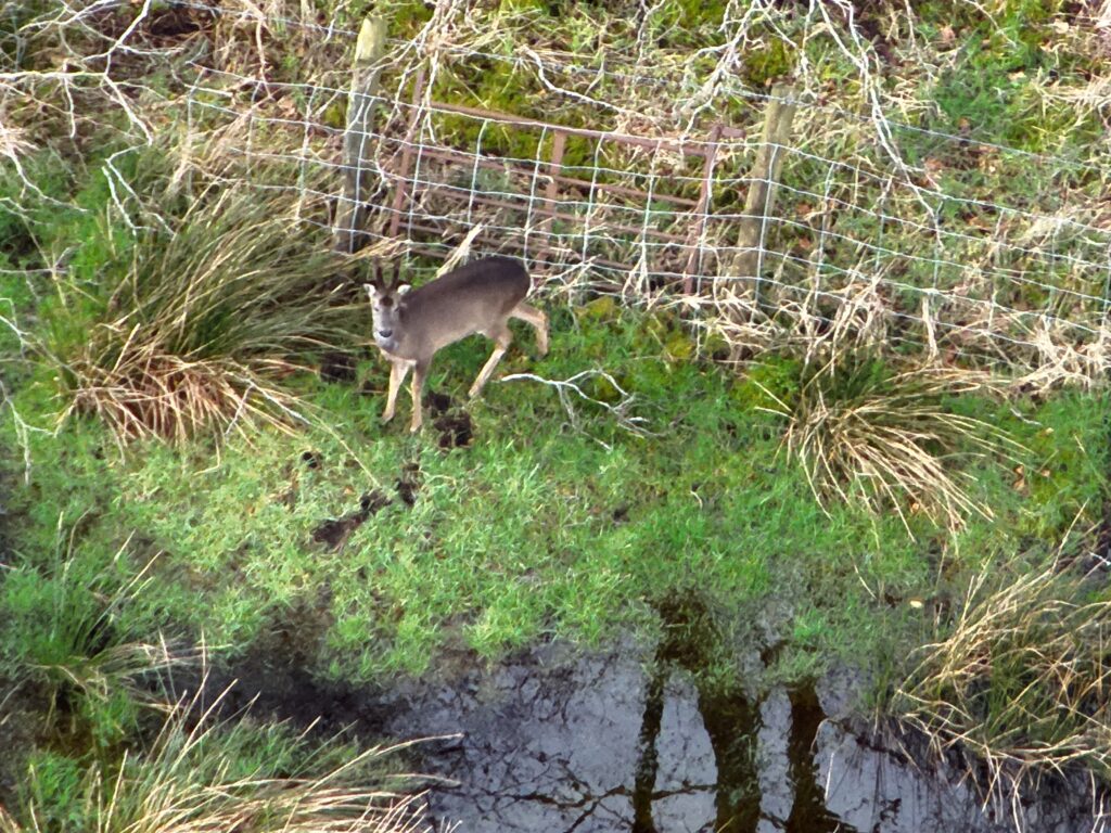 Drone image of a deer in the North Pennines with surrounding vegetation.