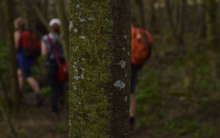 Close-up of tree at Harehope Quarry. People walking in the background.