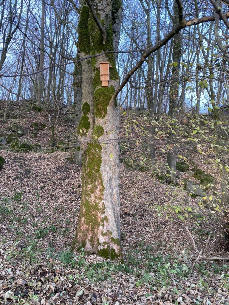 Close-up of tree in Harehope Quarry