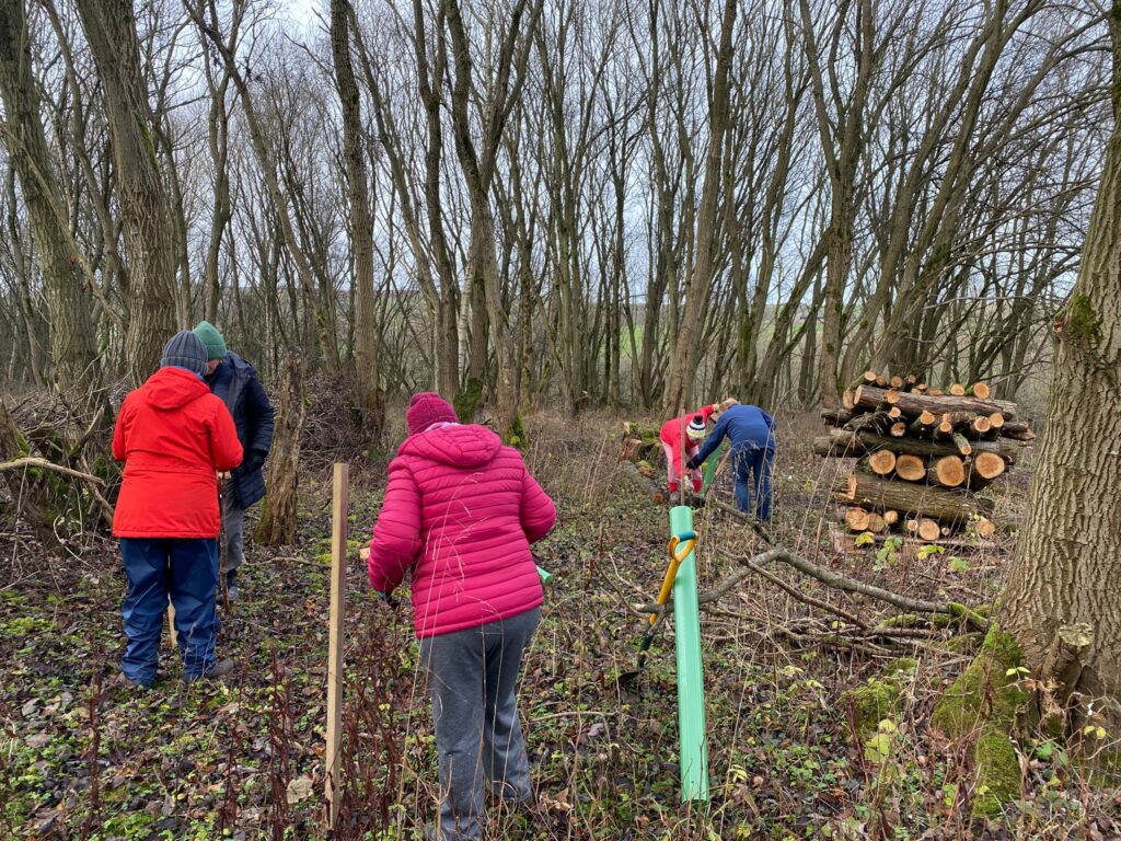 Volunteers planting trees at Harehope quarry. Dressed for winter weather.