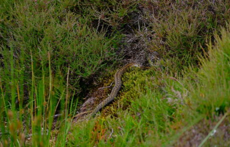 Stressed out adder on vegetation in the North Pennines