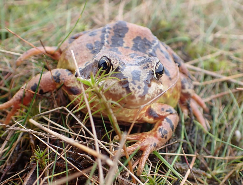 Biodiversity image