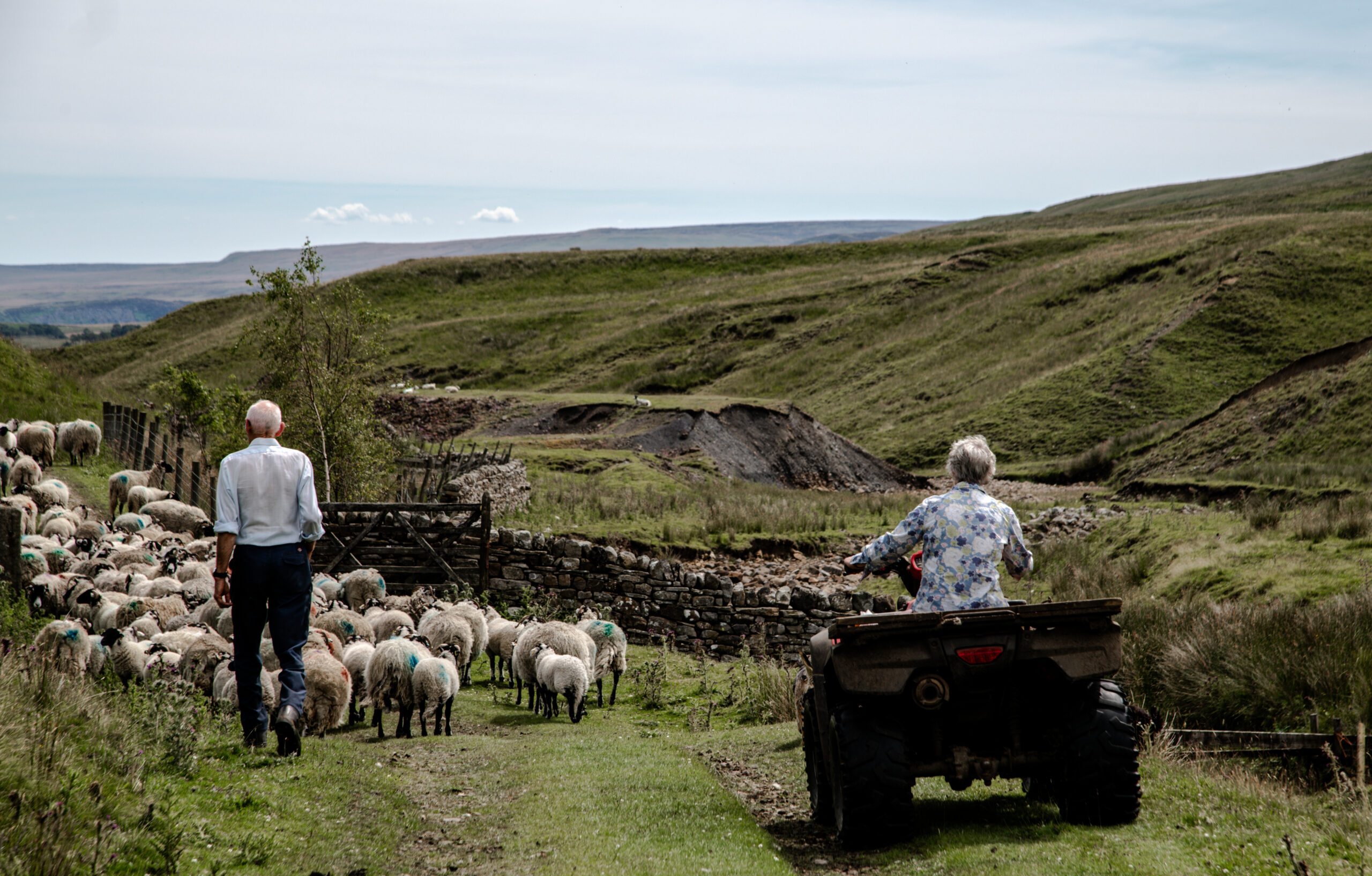 Man and woman sheep herding in the North Pennines