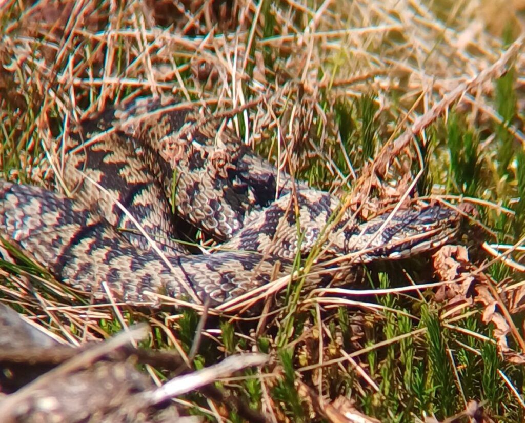 Habitat management for adders image