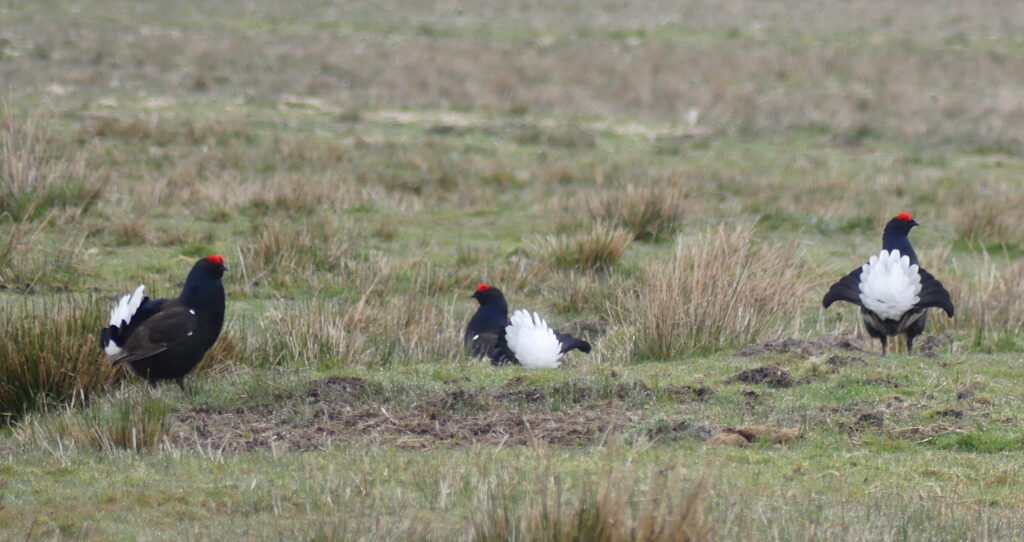 Three black grouse in the North Pennines during the lek. White undertail feathers are on display.
