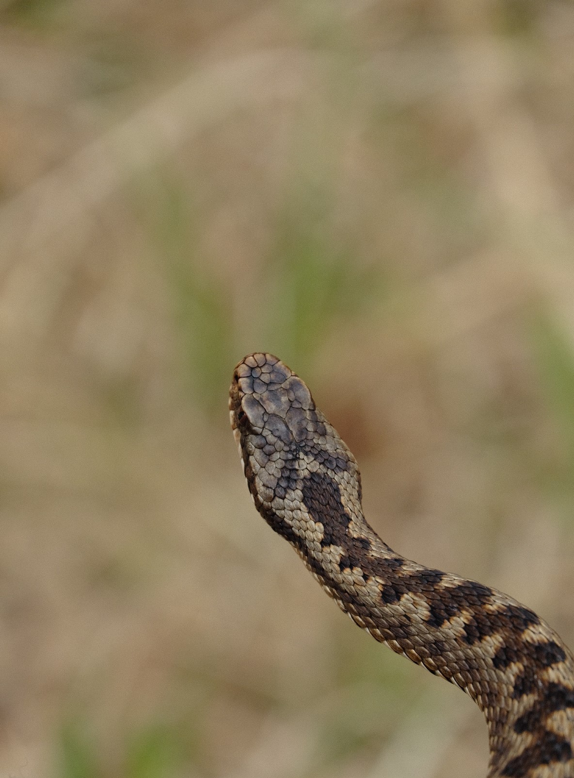 An image of the head of a young adder, taken by one of the North Pennines National Landscape team