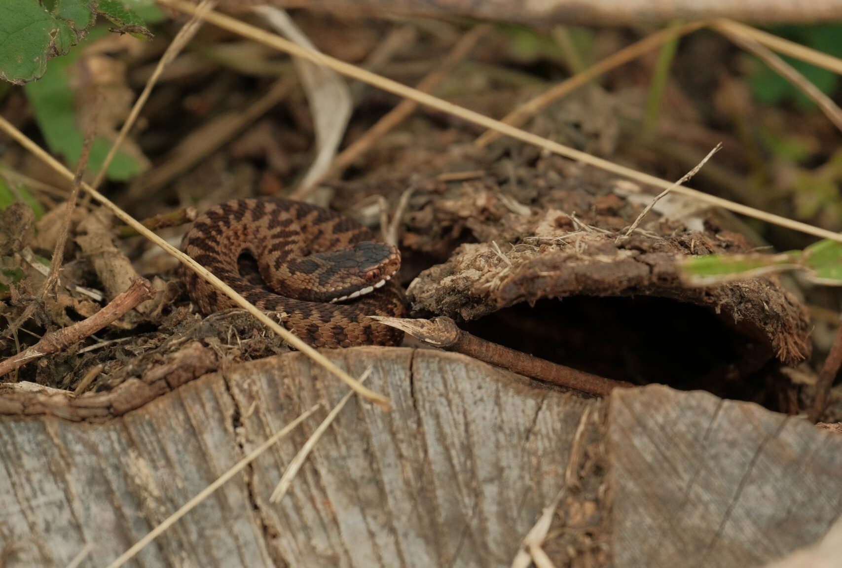 young adder on ground, various twigs scattered around