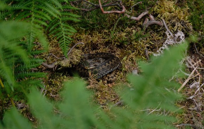 Curled up adder amongst vegetation in the North Pennines. Ferns surrounding the border of the image.
