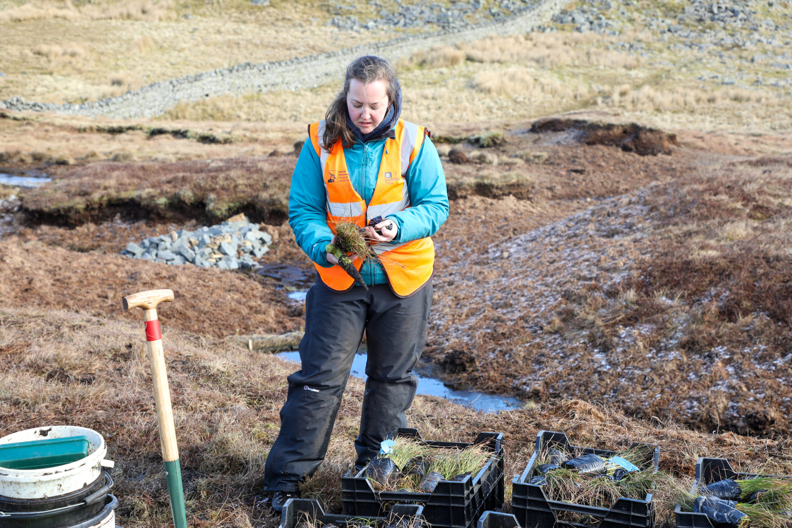 Senior peatland field officer in high-vis jacket holding and looking at a cottongrass plug plant. Also holding a dibber. They are standing on a North Pennines peatland next to crates of plug plants. Upright spade with handle at the top on the right.