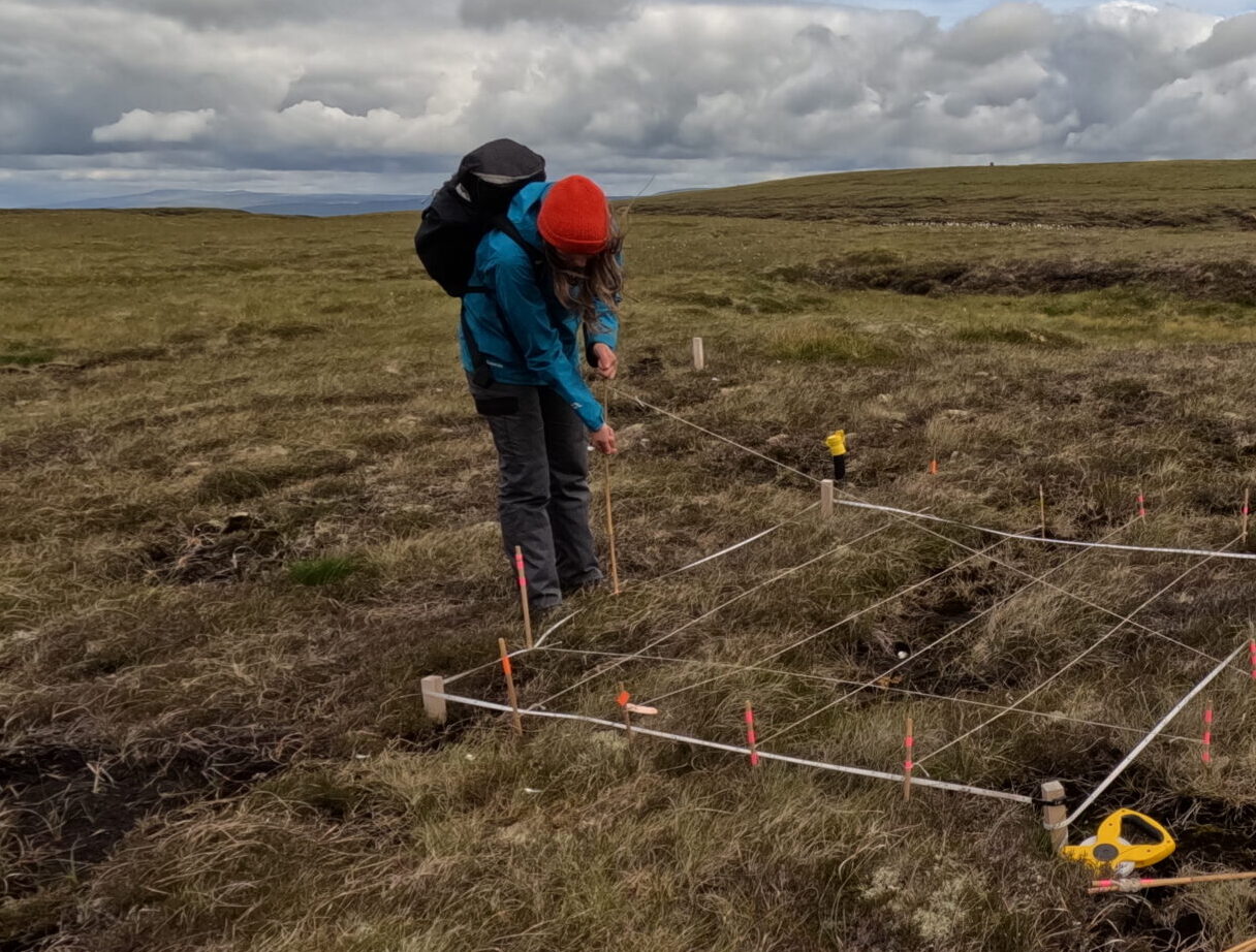 Senior peatland field officer carrying out vegetation monitoring on a North Pennines peatland using a quadrat