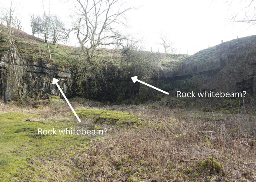 Bowlees quarry with arrows pointing to where rock whitebeam will be planted