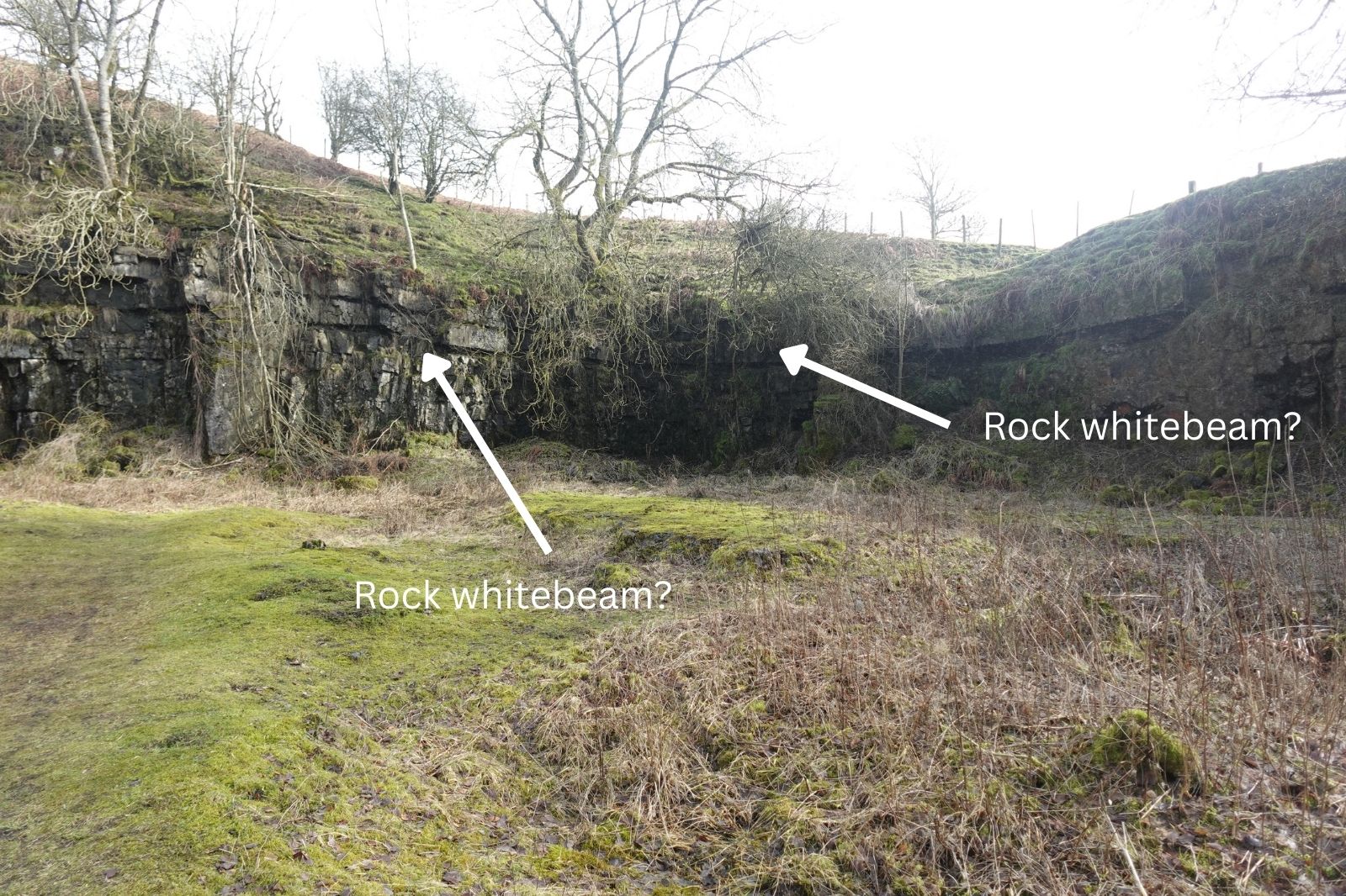 Bowlees quarry with arrows pointing to where rock whitebeam will be planted
