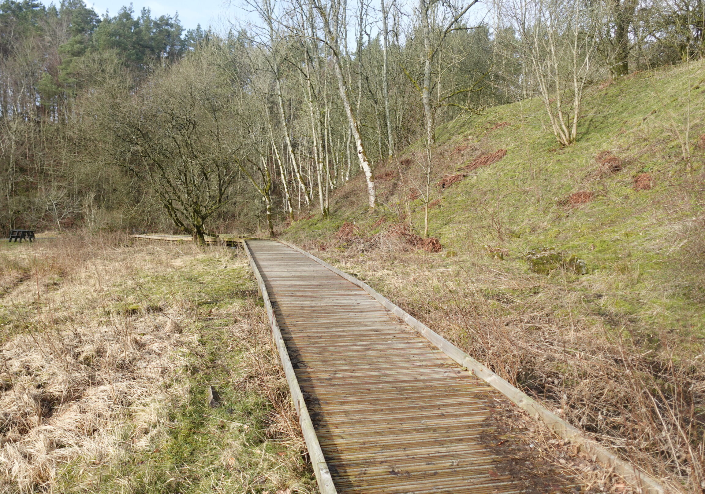 bowlees quarry with boardwalk and grassy vegetation in foreground and forest in background