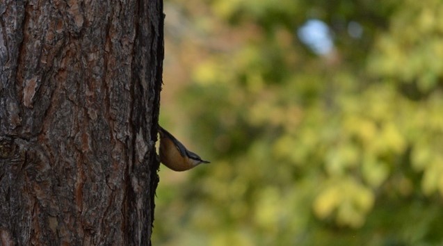 A small bird peeks from behind the trunk of a tree against a blurred green background.