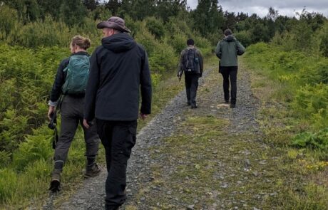 Photograph of 4 people walking along a track towards trees on an adder survey