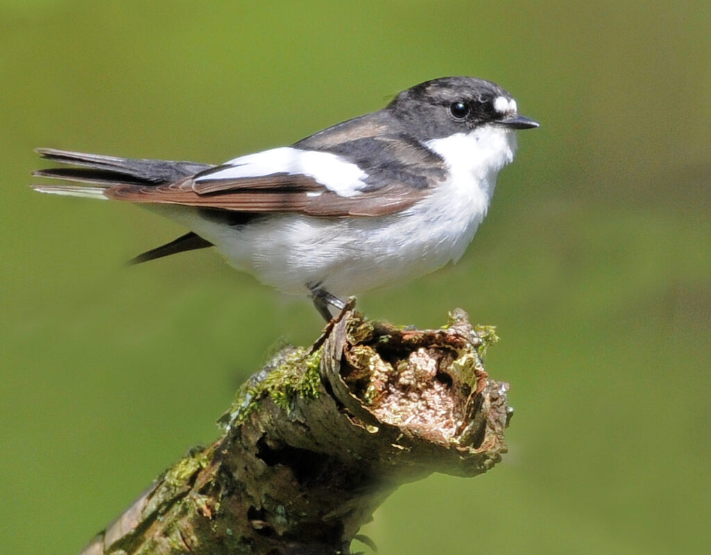 Ninja robin and the feisty pied forager image