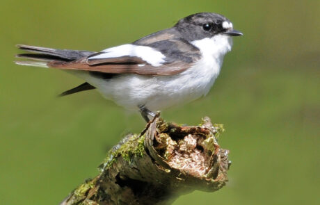 Photograph of a pied flycatcher bird sitting on the end of a broken branch