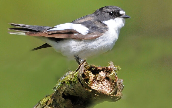 Photograph of a pied flycatcher bird sitting on the end of a broken branch